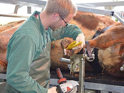 VET PRO - einfache Klauenpflege dank moderner und sicherer Fußhalter