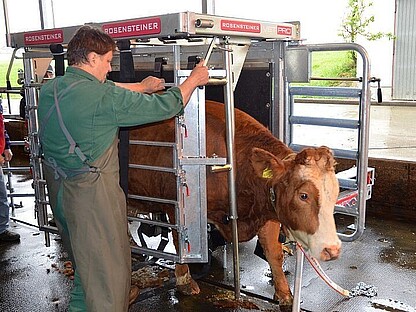 VET PRO - einfacher Austrieb nach der Untersuchung